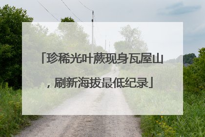 珍稀光叶蕨现身瓦屋山，刷新海拔最低纪录