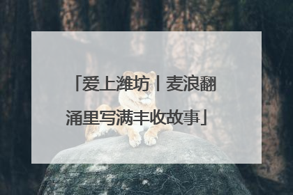 爱上潍坊丨麦浪翻涌里写满丰收故事