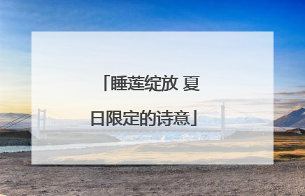 睡莲绽放 夏日限定的诗意