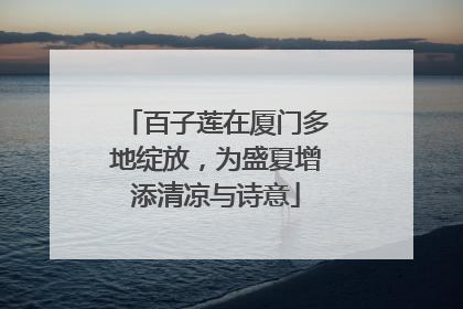 百子莲在厦门多地绽放，为盛夏增添清凉与诗意
