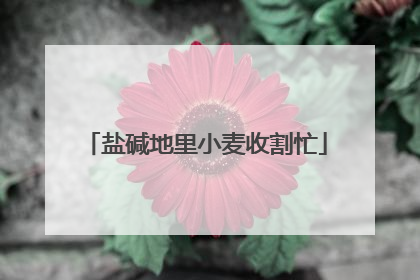 盐碱地里小麦收割忙