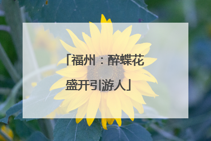 福州：醉蝶花盛开引游人
