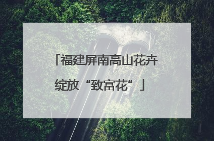 福建屏南高山花卉绽放“致富花”