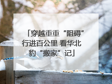 穿越重重“阻碍”行进百公里 看华北豹“搬家”记