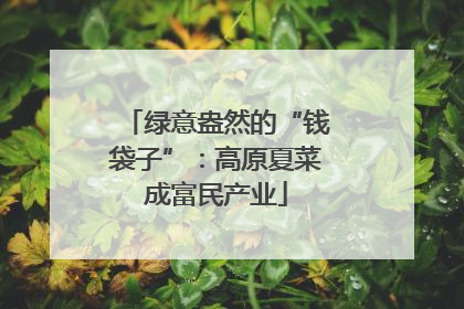 绿意盎然的“钱袋子”：高原夏菜成富民产业