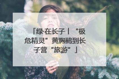 绿·在长子丨“极危精灵”黄胸鹀到长子营“旅游”