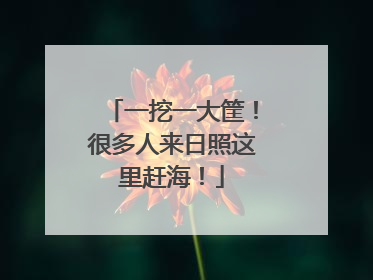 一挖一大筐！很多人来日照这里赶海！