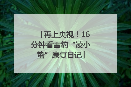 再上央视！16分钟看雪豹“凌小蛰”康复日记