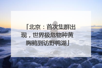 北京：首次集群出现，世界极危物种黄胸鹀到访野鸭湖
