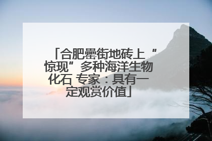 合肥罍街地砖上“惊现”多种海洋生物化石 专家：具有一定观赏价值