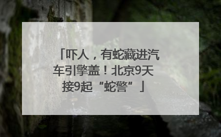 吓人，有蛇藏进汽车引擎盖！北京9天接9起“蛇警”