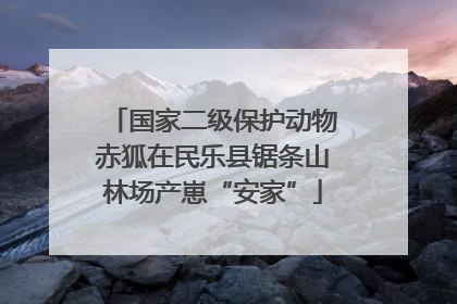 国家二级保护动物赤狐在民乐县锯条山林场产崽“安家”