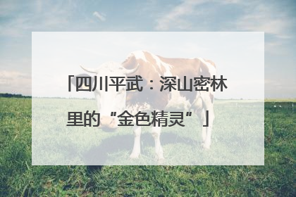 四川平武：深山密林里的“金色精灵”