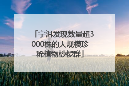 宁洱发现数量超3000株的大规模珍稀植物桫椤群