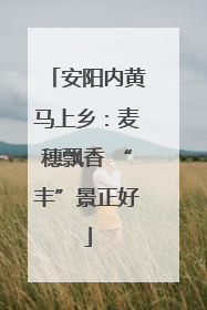 安阳内黄马上乡：麦穗飘香 “丰”景正好