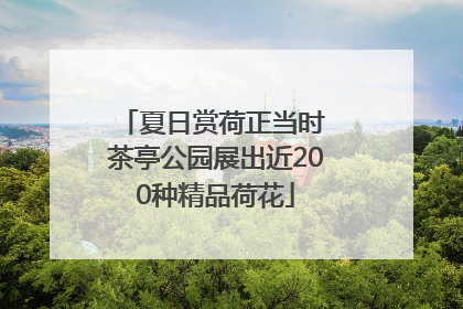 夏日赏荷正当时 茶亭公园展出近200种精品荷花