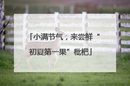 小满节气，来尝鲜“初夏第一果”枇杷