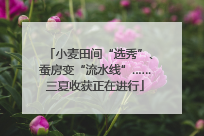小麦田间“选秀”、蚕房变“流水线”……三夏收获正在进行