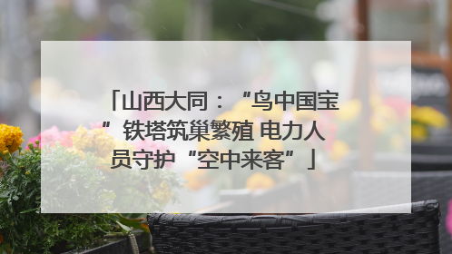 山西大同：“鸟中国宝”铁塔筑巢繁殖 电力人员守护“空中来客”