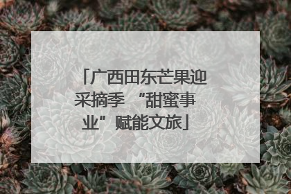 广西田东芒果迎采摘季 “甜蜜事业”赋能文旅