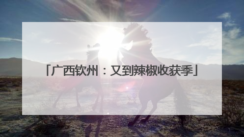 广西钦州：又到辣椒收获季