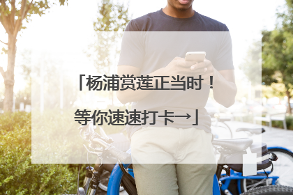 杨浦赏莲正当时！等你速速打卡→
