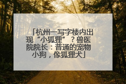 杭州一写字楼内出现“小狐狸”？兽医院院长：普通的宠物小狗，像狐狸犬
