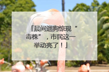 晨间遛狗惊现“毒株”，市民这一举动亮了！