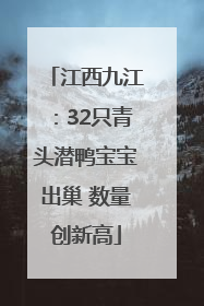 江西九江：32只青头潜鸭宝宝出巢 数量创新高