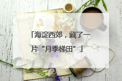 海淀西郊，藏了一片“月季梯田”