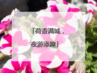 荷香满城，夜游添趣
