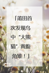 莆田首次发现鸟中“大熊猫”黄腹角雉！