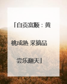 自贡富顺：黄桃成熟 采摘品尝乐翻天