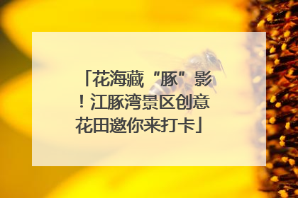 花海藏“豚”影！江豚湾景区创意花田邀你来打卡