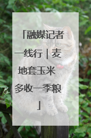 融媒记者一线行｜麦地套玉米 多收一季粮