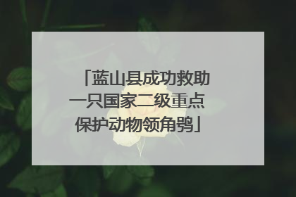蓝山县成功救助一只国家二级重点保护动物领角鸮