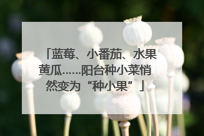 蓝莓、小番茄、水果黄瓜……阳台种小菜悄然变为“种小果”