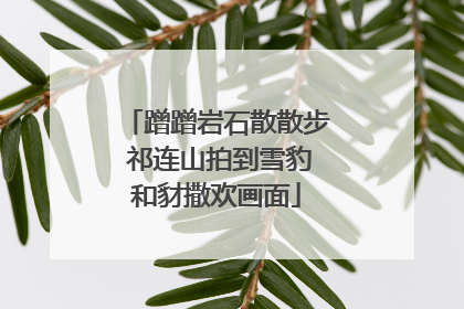 蹭蹭岩石散散步 祁连山拍到雪豹和豺撒欢画面