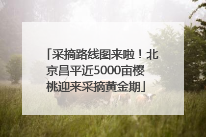 采摘路线图来啦！北京昌平近5000亩樱桃迎来采摘黄金期