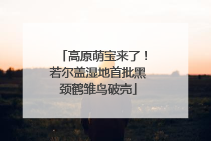 高原萌宝来了！若尔盖湿地首批黑颈鹤雏鸟破壳