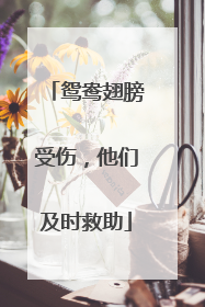鸳鸯翅膀受伤，他们及时救助